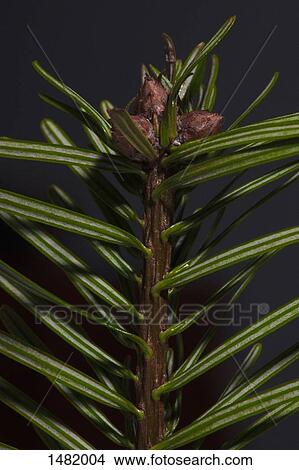 Picture - Close-up of Christmas tree against gray background. Fotosearch