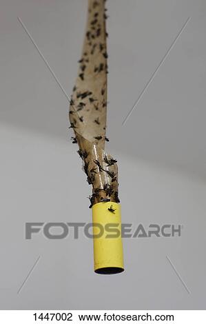 Stock Image - Close-up of dead flies stuck on flypaper against gray background. Fotosearch