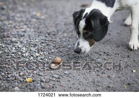 Close-up of dog looking at snail on ground View Large Photo Image Stock Image - Close-up of dog looking at snail on ground. Fotosearch