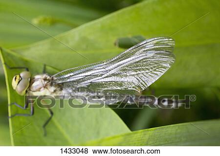 Stock Photo - Close-up of dragonfly on leaf. Fotosearch