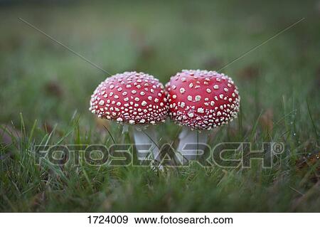 Close-up of fly agaric mushrooms growing on grassy field View Large Photo Image Stock Photo - Close-up of fly agaric mushrooms growing on grassy field. Fotosearch