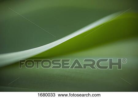 Close-up of fresh green leaf View Large Photo Image Stock Image - Close-up of fresh green leaf. Fotosearch