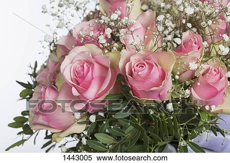 Stock Photography - Close-up of fresh roses against white background. Fotosearch