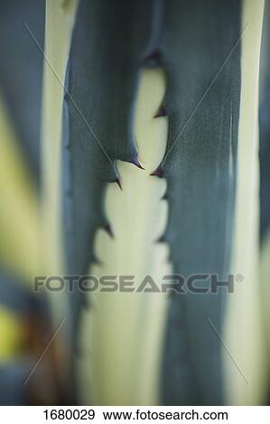 Close-up of green and yellow cactus View Large Photo Image Stock Photo - Close-up of green and yellow cactus. Fotosearch