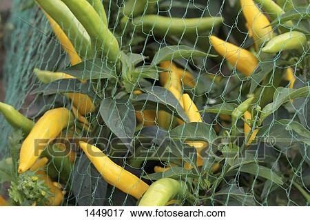 Close-up of green and yellow chilies growing outdoors View Large Photo Image Stock Photo - Close-up of green and yellow chilies growing outdoors. Fotosearch