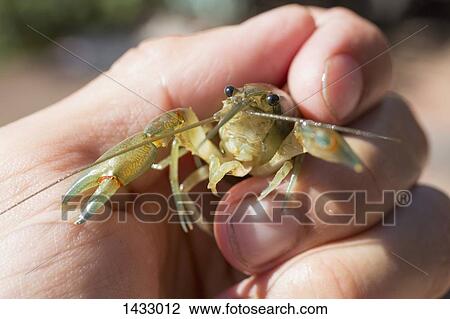 Stock Image - Close-up of hand holding yabby outdoors. Fotosearch