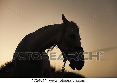 Close-up of horse against sky during sunset View Large Photo Image Stock Image - Close-up of horse against sky during sunset. Fotosearch