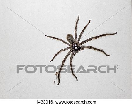 Stock Photograph - Close-up of huntsman spider on white wall. Fotosearch