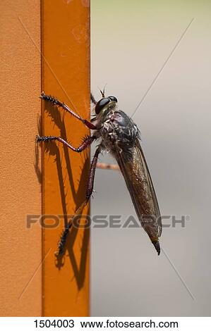 Stock Image - Close-up of insect on wall. Fotosearch