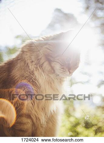 Close-up of Maine Coon cat looking down during sunny day View Large Photo Image Picture - Close-up of Maine Coon cat looking down during sunny day. Fotosearch