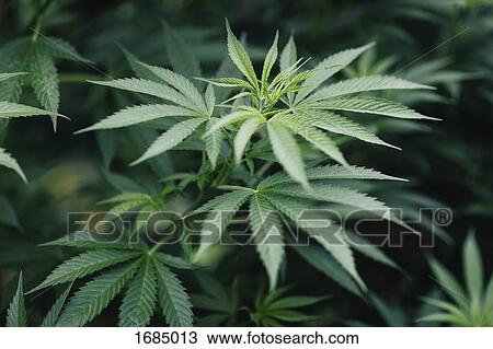 Stock Image - Close-up of marijuana plant growing outdoors. Fotosearch