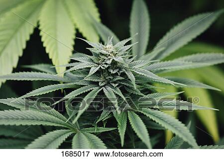 Close-up of marijuana plant growing outdoors View Large Photo Image Stock Photo - Close-up of marijuana plant growing outdoors. Fotosearch