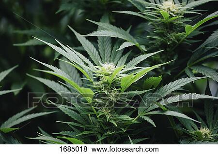 Stock Photo - Close-up of marijuana plant growing outdoors. Fotosearch