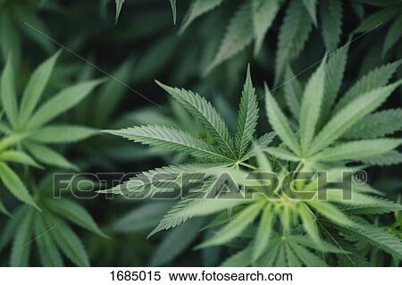 Close-up of marijuana plant growing outdoors View Large Photo Image Stock Photography - Close-up of marijuana plant growing outdoors. Fotosearch