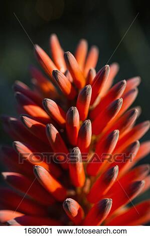Close-up of orange wildflower View Large Photo Image Stock Image - Close-up of orange wildflower. Fotosearch