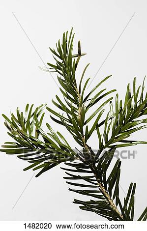 Stock Image - Close-up of pine twig against white background. Fotosearch