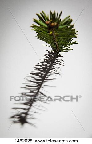 Close-up of pine twig and its shadow over white background View Large Photo Image Stock Photo - Close-up of pine twig and its shadow over white background. Fotosearch
