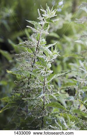 Stock Photo - Close-up of plant growing outdoors. Fotosearch