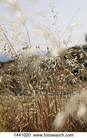 Close-up of plants growing on field View Large Photo Image Stock Image - Close-up of plants growing on field. Fotosearch