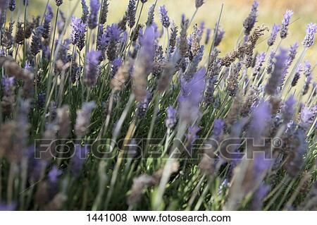 Close-up of purple flowers growing on field View Large Photo Image Stock Photo - Close-up of purple flowers growing on field. Fotosearch