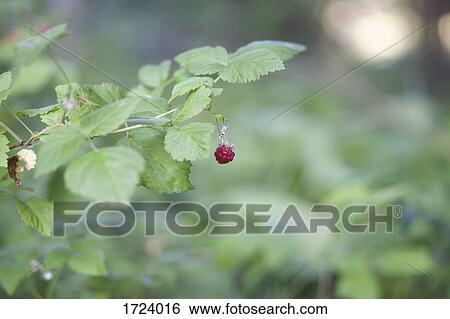 Close-up of raspberry growing on plant View Large Photo Image Stock Photograph - Close-up of raspberry growing on plant. Fotosearch