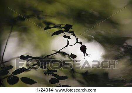 Close-up of rose hip growing on plant View Large Photo Image Picture - Close-up of rose hip growing on plant. Fotosearch