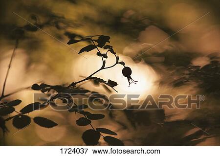 Close-up of rose hip growing on plant during sunset View Large Photo Image Stock Photo - Close-up of rose hip growing on plant during sunset. Fotosearch