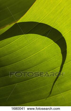 Stock Image - Close-up of shadow on green leaf. Fotosearch