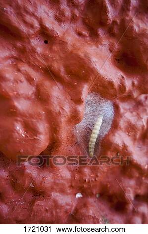Close-up of silkworm on wall View Large Photo Image Stock Image - Close-up of silkworm on wall. Fotosearch