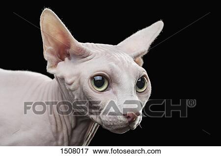 Close-up of Sphynx hairless cat looking away against black background View Large Photo Image Stock Photo - Close-up of Sphynx hairless cat looking away against black background. Fotosearch