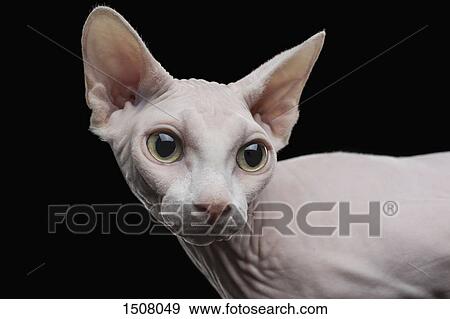 Stock Photo - Close-up of Sphynx hairless cat looking away against black background. Fotosearch