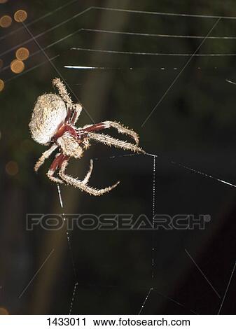 Close-up of spider on web View Large Photo Image Stock Image - Close-up of spider on web. Fotosearch