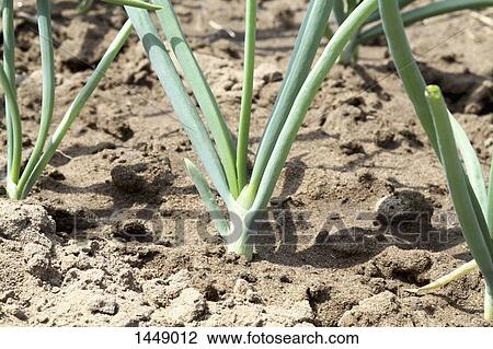 Stock Image - Close-up of spring onion plant. Fotosearch