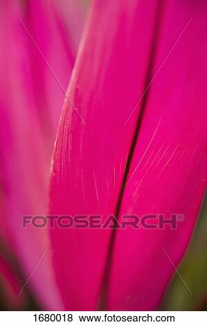 Close-up of vibrant pink leaf View Large Photo Image Stock Photo - Close-up of vibrant pink leaf. Fotosearch