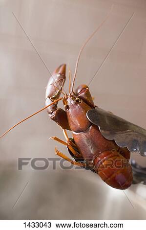 Close-up of yabby held in tongs View Large Photo Image Stock Image - Close-up of yabby held in tongs. Fotosearch