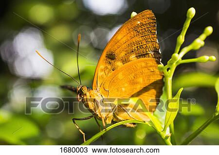 Stock Image - Close-up of yellow butterfly on plant. Fotosearch