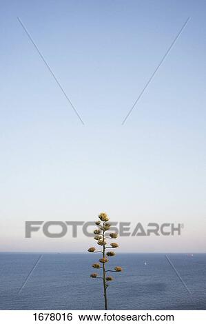 Close-up of yellow flowering plant by sea against clear sky View Large Photo Image Stock Photograph - Close-up of yellow flowering plant by sea against clear sky. Fotosearch