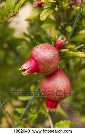 Close up organic pomegranate growing on branch View Large Photo Image Stock Image - Close up organic pomegranate growing on branch. Fotosearch