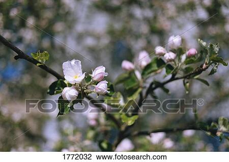 Close up pink cherry blossoms on branch View Large Photo Image Stock Image - Close up pink cherry blossoms on branch. Fotosearch