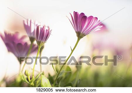 Close up pink flowers View Large Photo Image Stock Photography - Close up pink flowers. Fotosearch