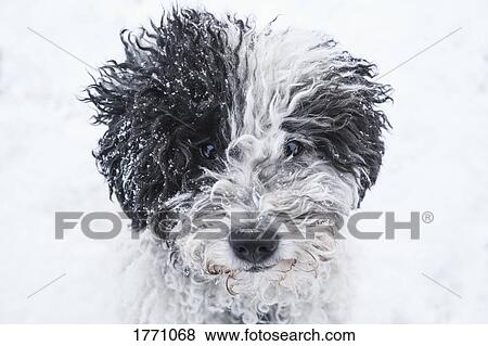 Close up portrait cute dog in snow View Large Photo Image Stock Photo - Close up portrait cute dog in snow. Fotosearch
