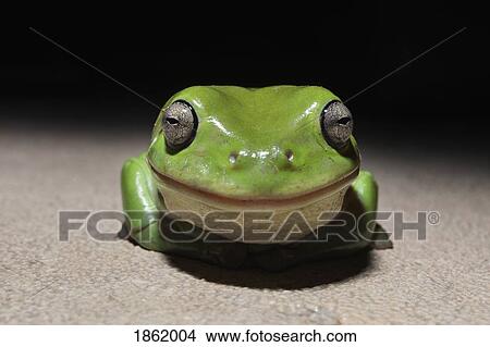 Close up portrait cute, smiling, tiny green tree frog View Large Photo Image Picture - Close up portrait cute, smiling, tiny green tree frog. Fotosearch