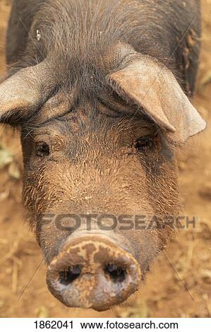 Close up portrait muddy free range pig View Large Photo Image Stock Image - Close up portrait muddy free range pig. Fotosearch