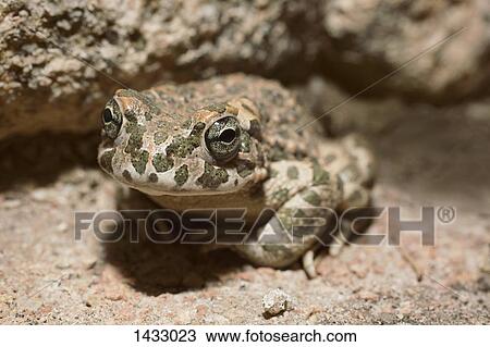 Stock Image - Close-up portrait of frog on rock. Fotosearch