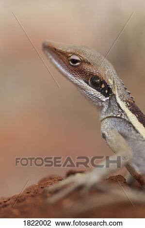 Close up profile gecko View Large Photo Image Stock Image - Close up profile gecko. Fotosearch
