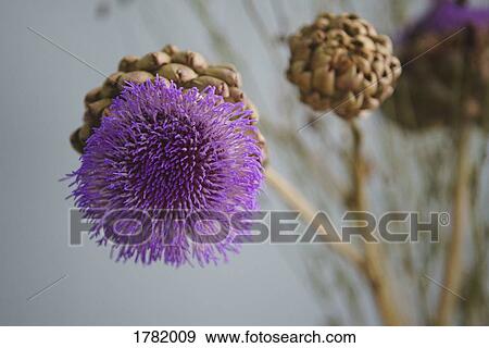 Stock Photo - Close up purple artichoke flower. Fotosearch