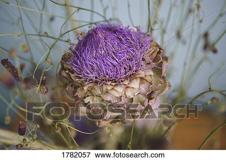 Stock Photo - Close up purple artichoke flower. Fotosearch