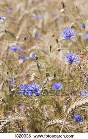 Close up purple wildflowers growing in rural wheat field View Large Photo Image Stock Photography - Close up purple wildflowers growing in rural wheat field. Fotosearch