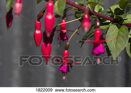 Close up red and pink fuchsia plant blooming View Large Photo Image Stock Photo - Close up red and pink fuchsia plant blooming. Fotosearch