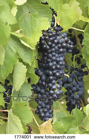 Close up red grape bunch growing on grapevine View Large Photo Image Stock Image - Close up red grape bunch growing on grapevine. Fotosearch